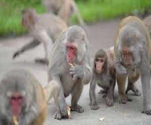 monky_news