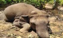 Elehant-death in Jharkhand